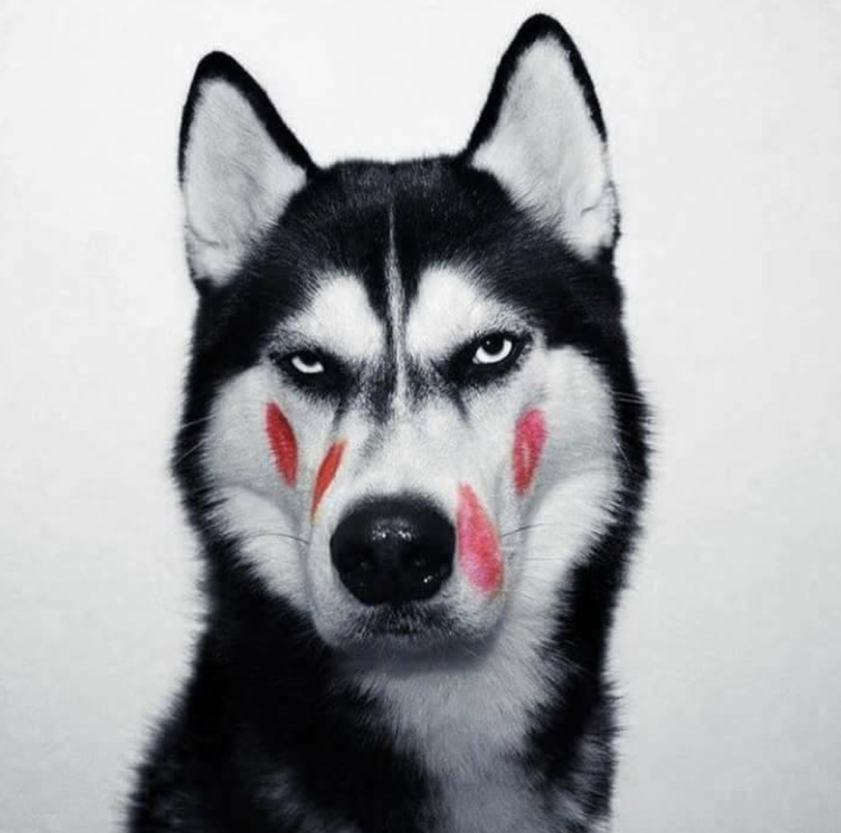 Лысая собака хаски