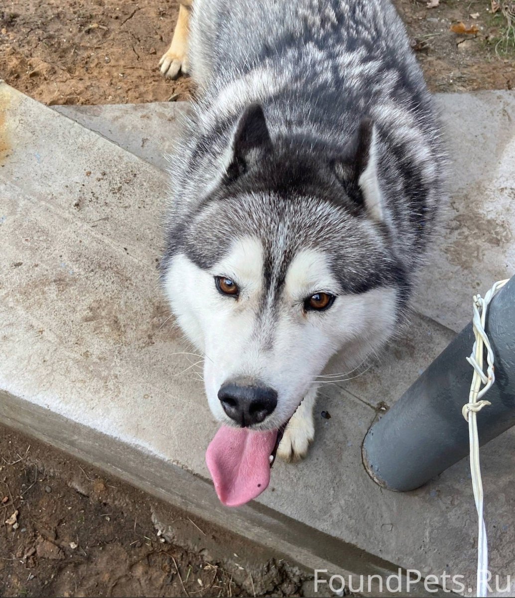 Лысый хаски