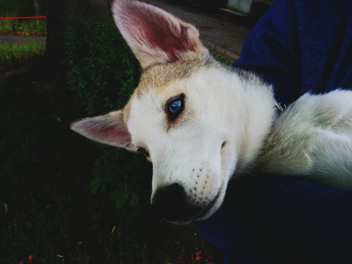 Парень с хаски