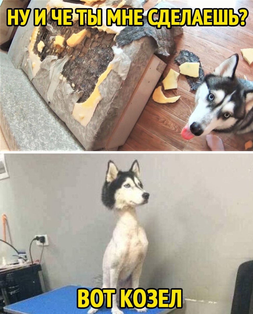 Лайка и хаски