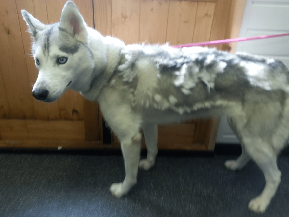 Собака с сигаретой в зубах