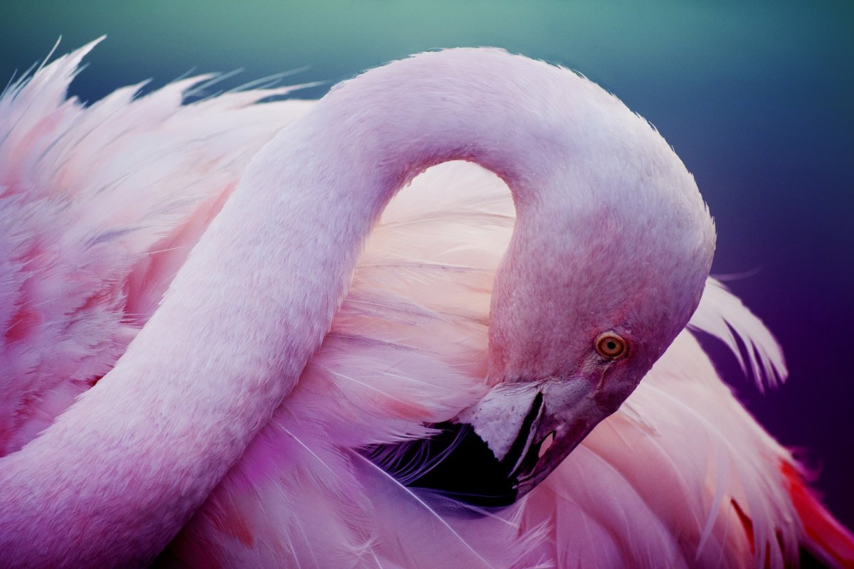 Розовый Фламинго птица