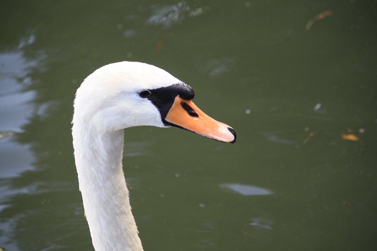 Глаза лебедя