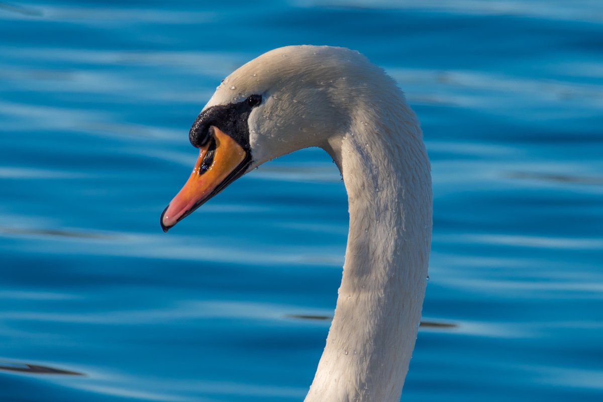 Курица и лебедь