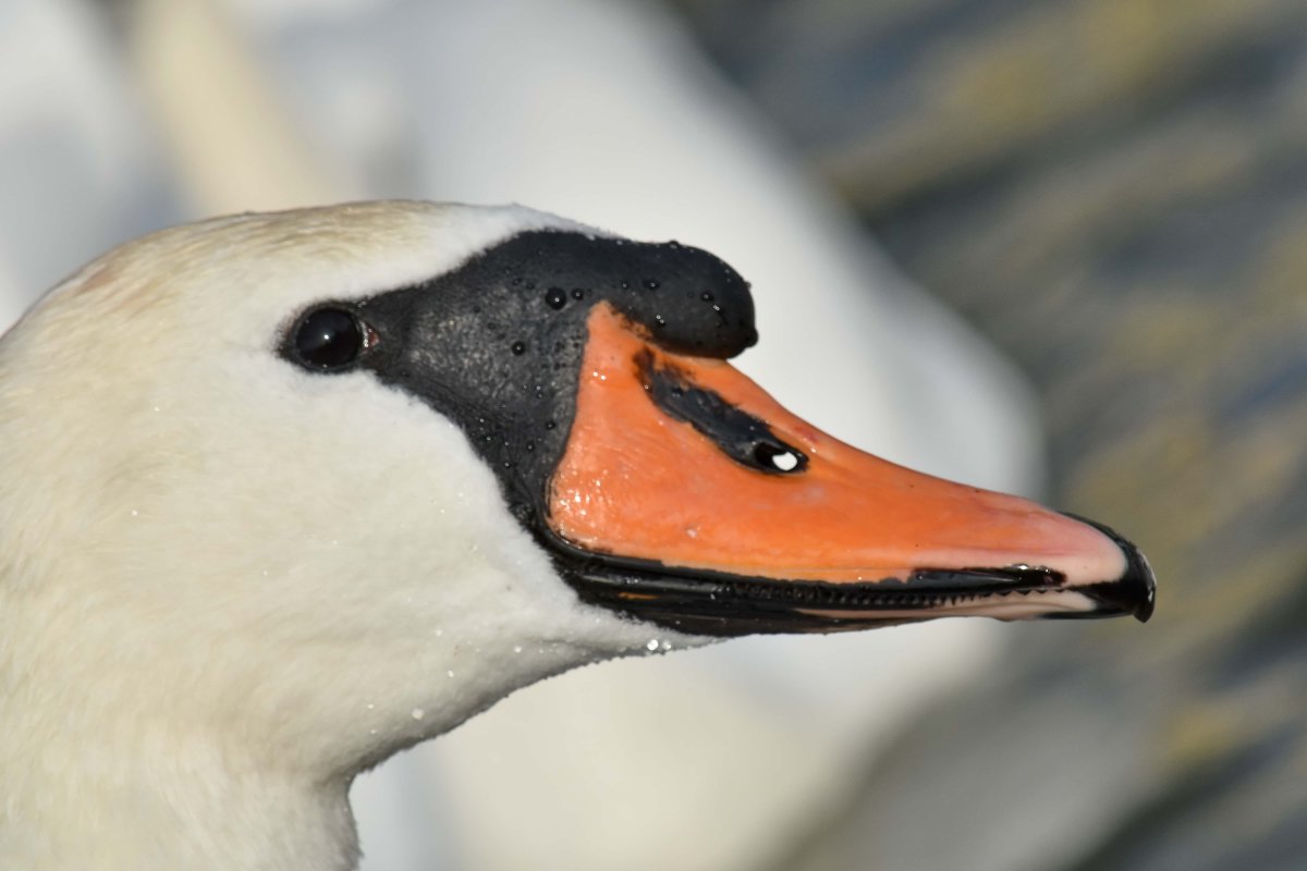 Лебединый клюв