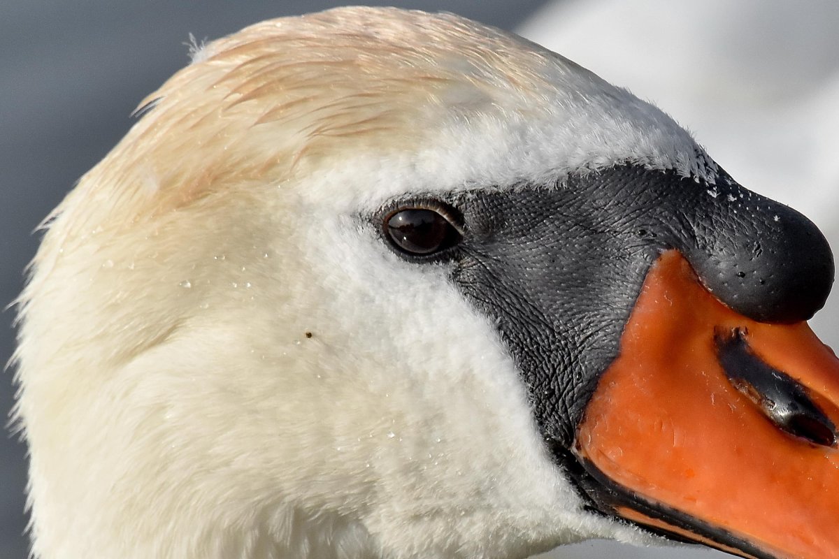 Лебединый клюв