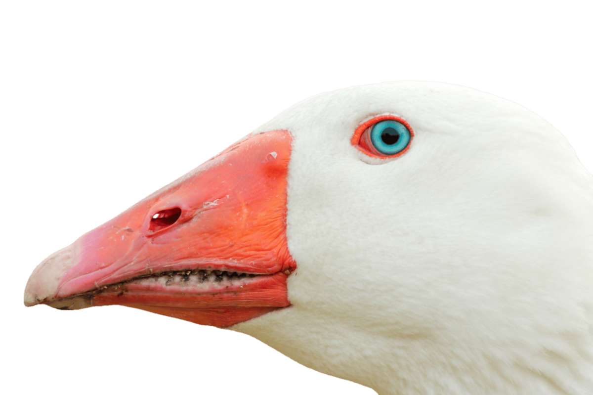 Голова гуся