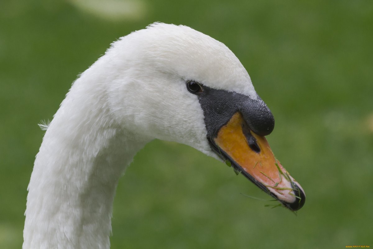 Клюв лебедя