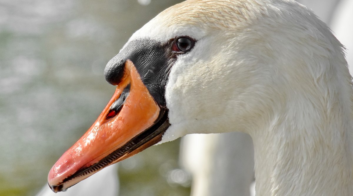 Глаза лебедя