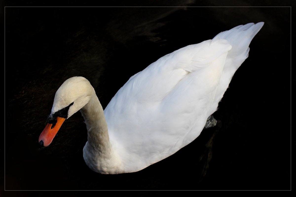 Черный лебедь с белым клювом