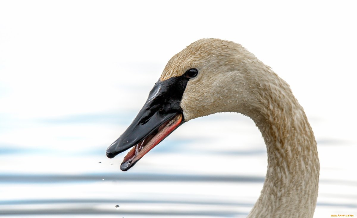 Рот лебедя
