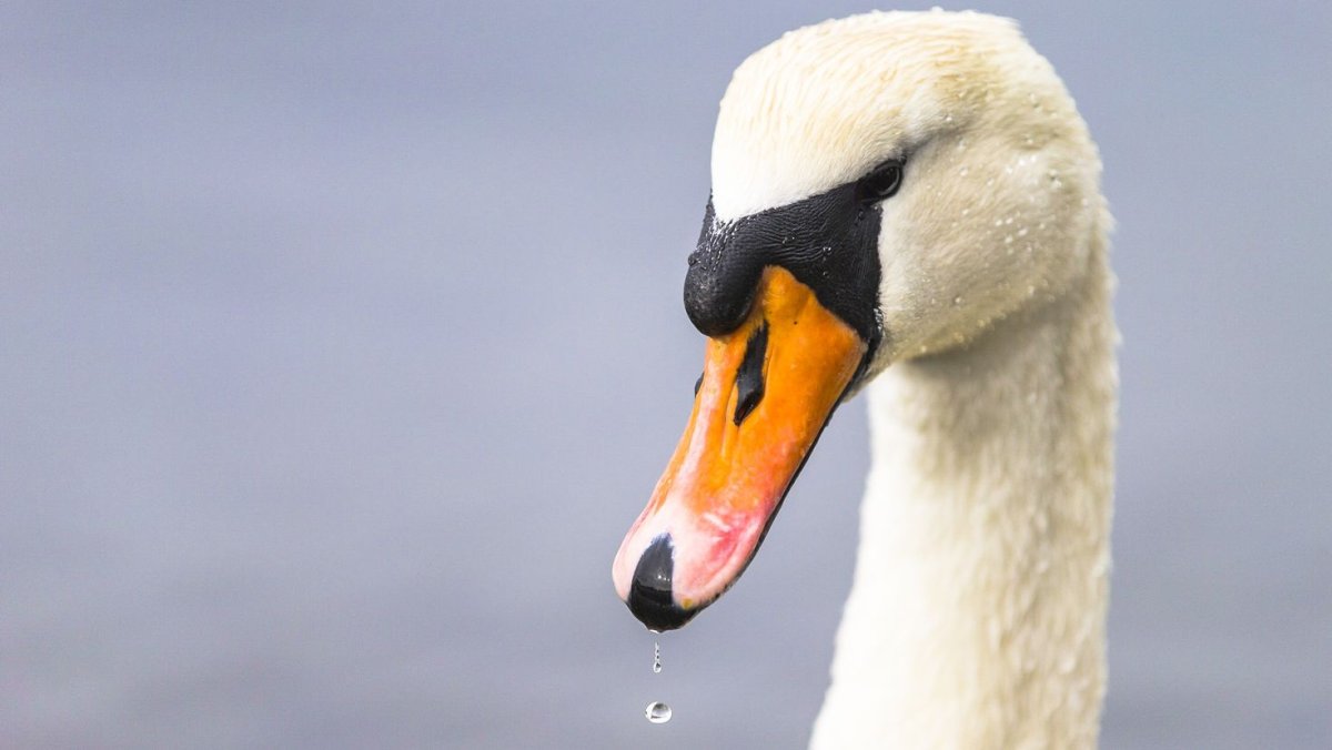 Голова лебедя