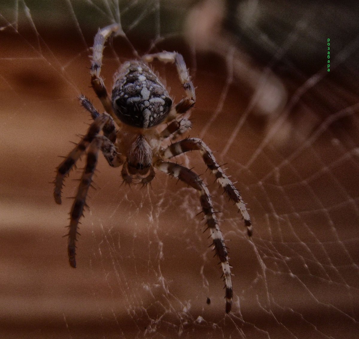 Готические насекомые