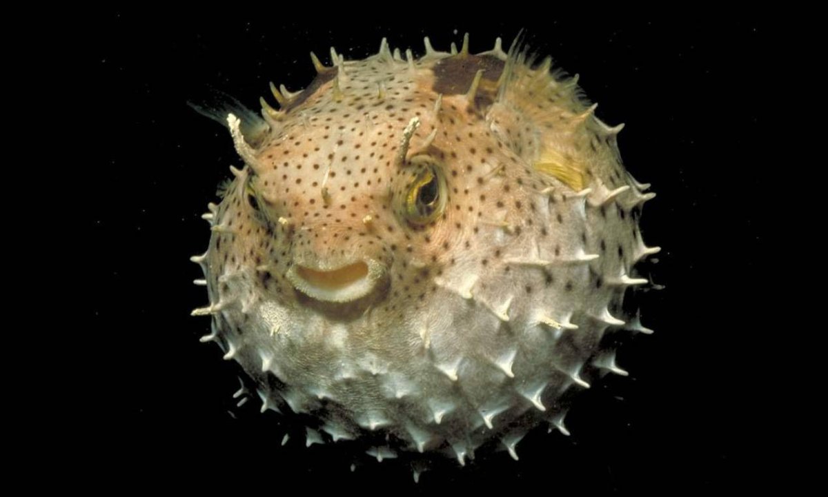 Длинноиглая рыба-ёж