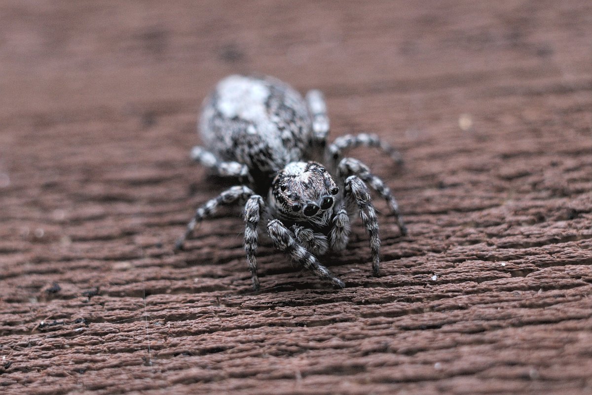 Паук скакунчик домашний