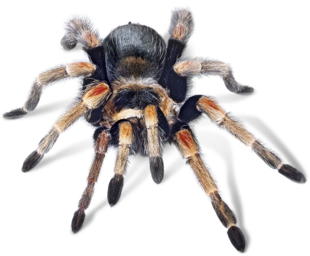 Паук Тарантул Амурский