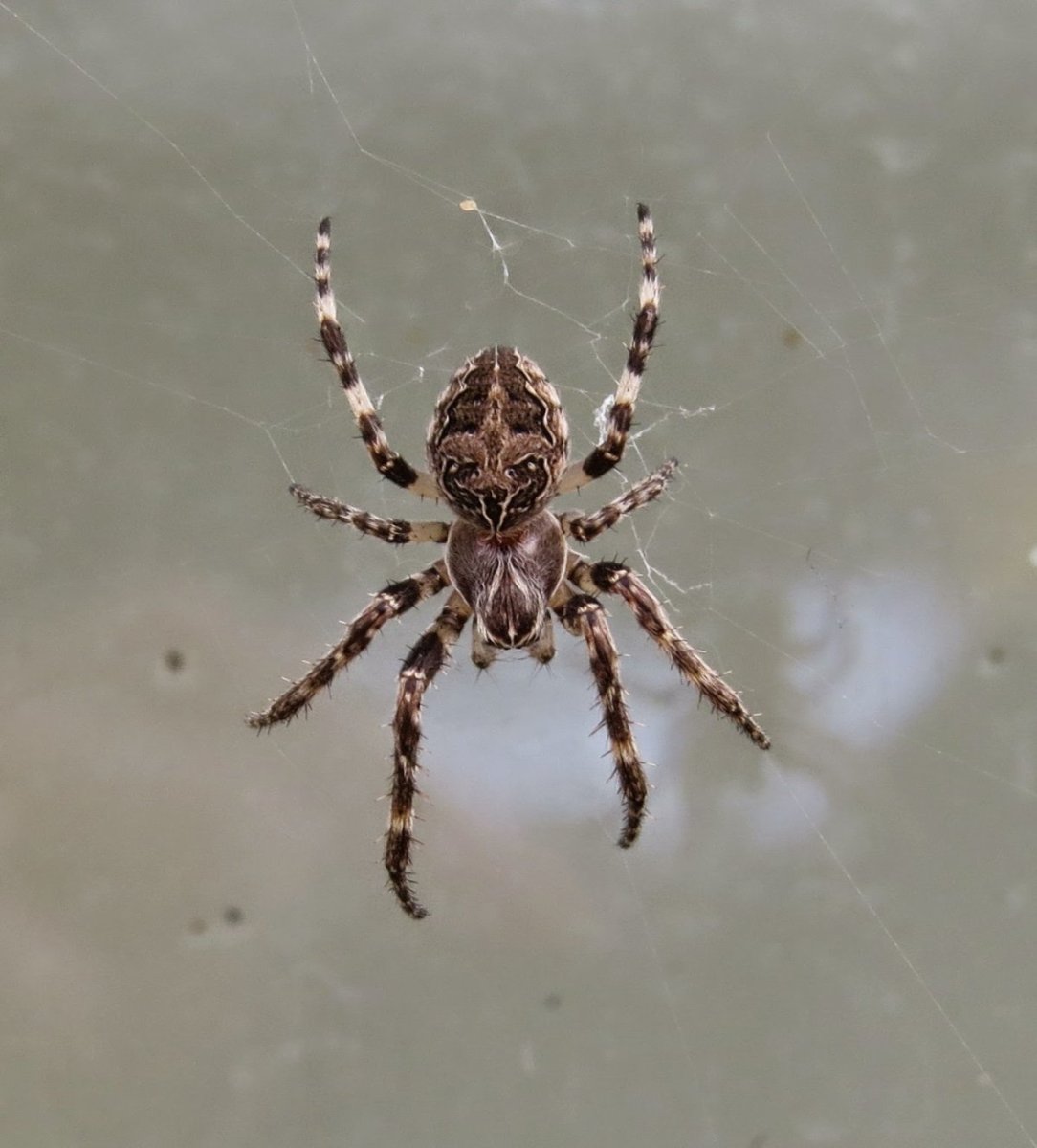 Паук крестовик Дальневосточный