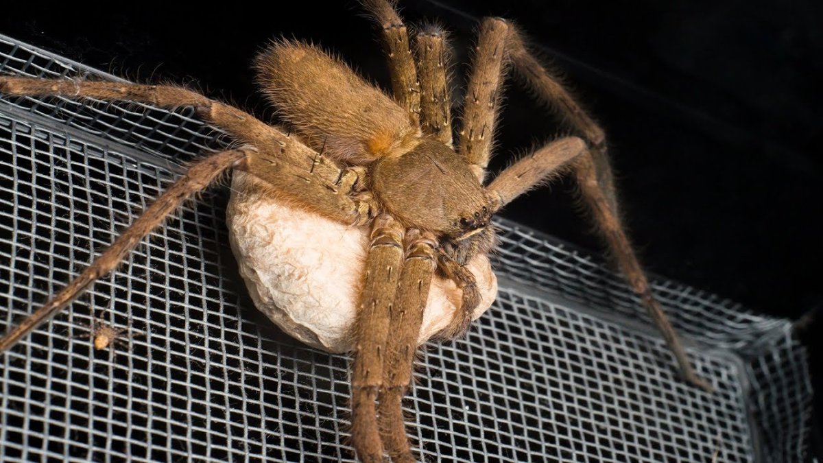 Паук-охотник heteropoda maxima