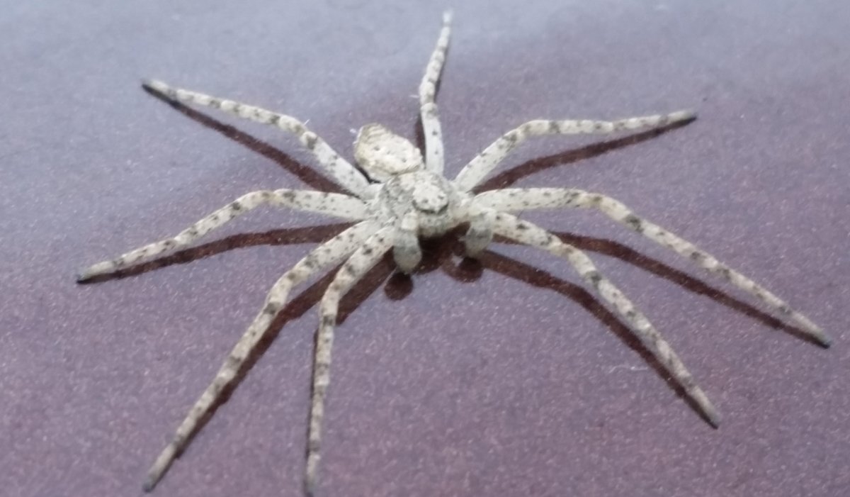 Каракурт альбинос паук