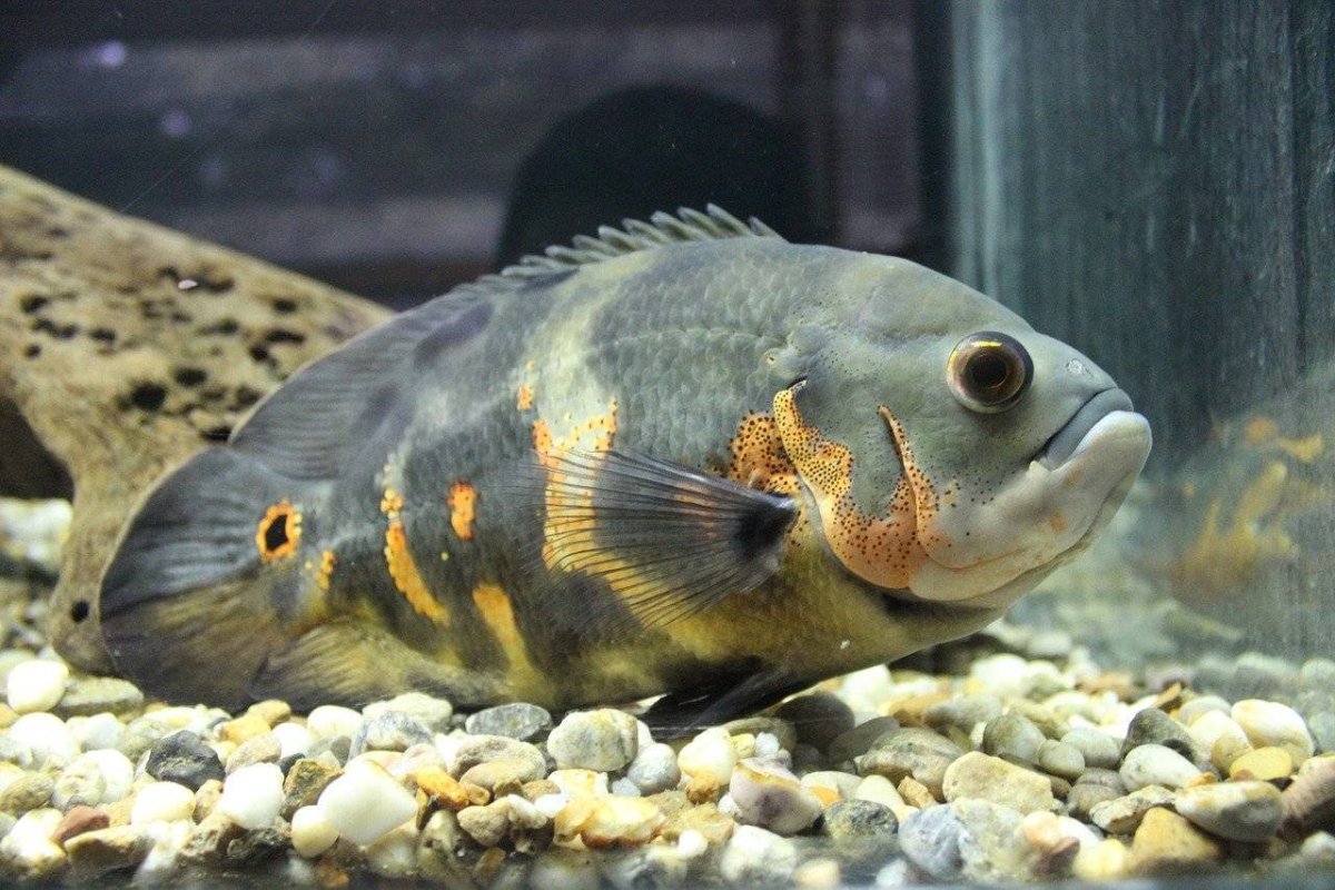 Змееголов аквариумный хищник