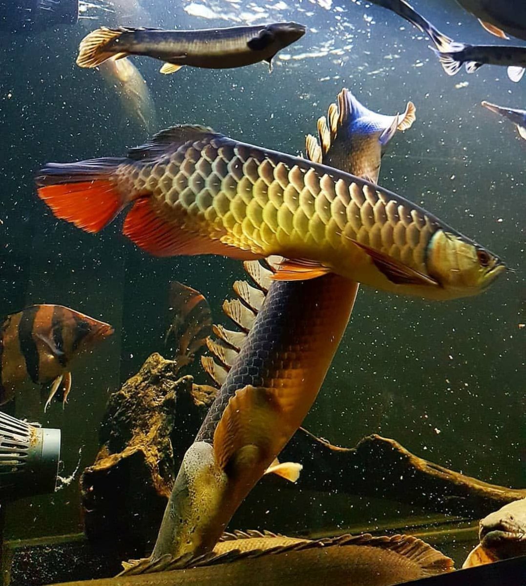 Аквариумная рыбка Арована