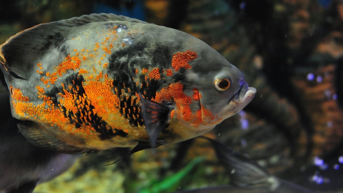 Аквариумные рыбки хищники