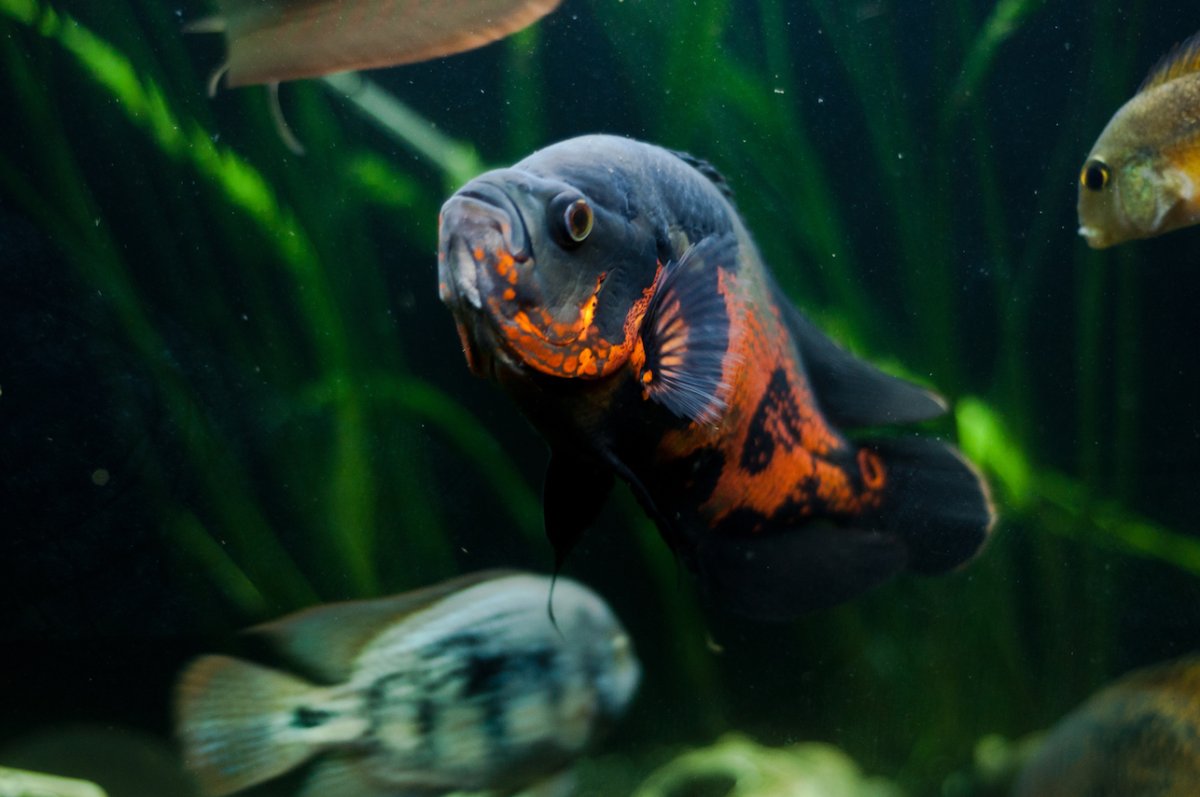 Астронотус тигровый альбинос