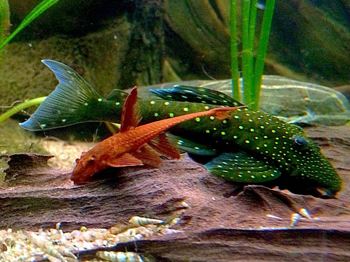 Астронотус злится