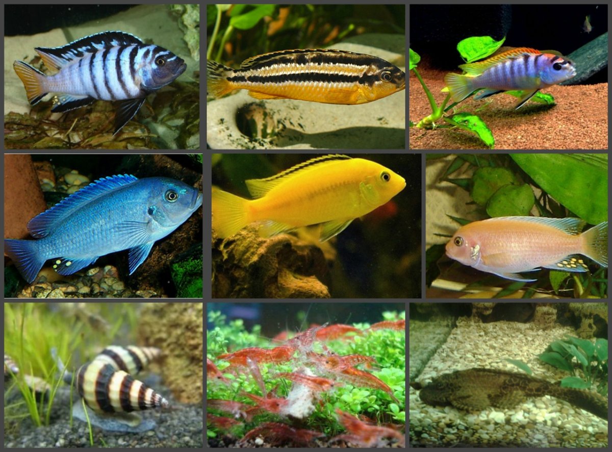 Рыба Пиранья