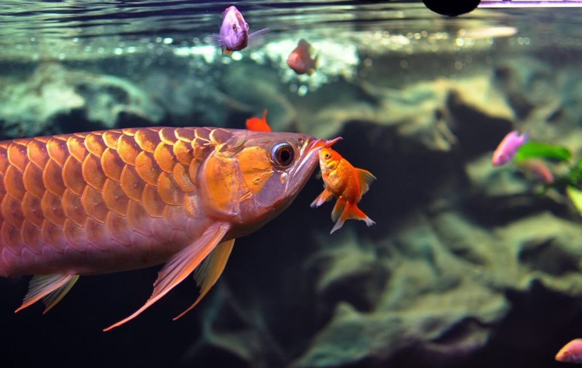 Астронотус тигровый Оскар