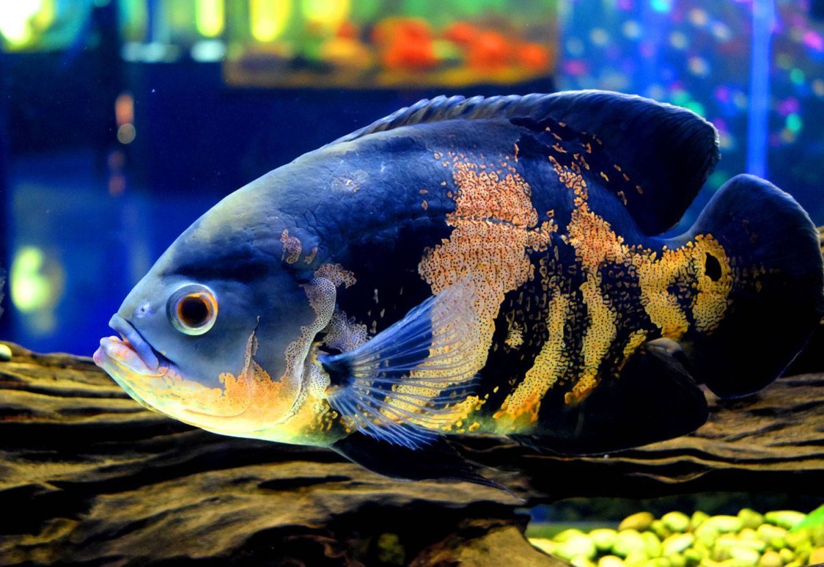 Астронотус Аравана