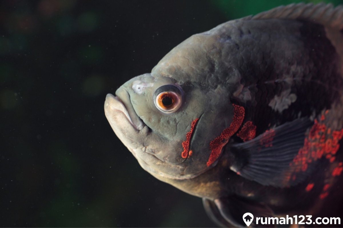 Аквариумные рыбки хищники акара