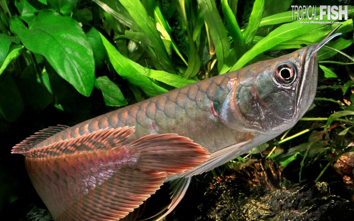 Channa Argus змееголов