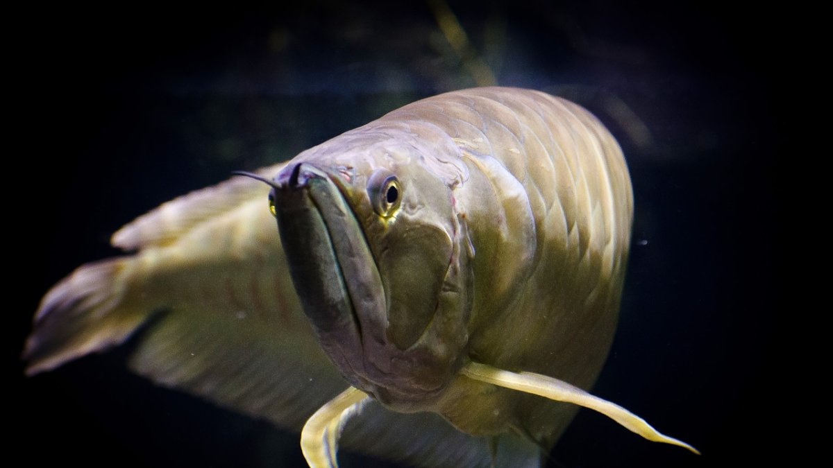 Цихлида ацей