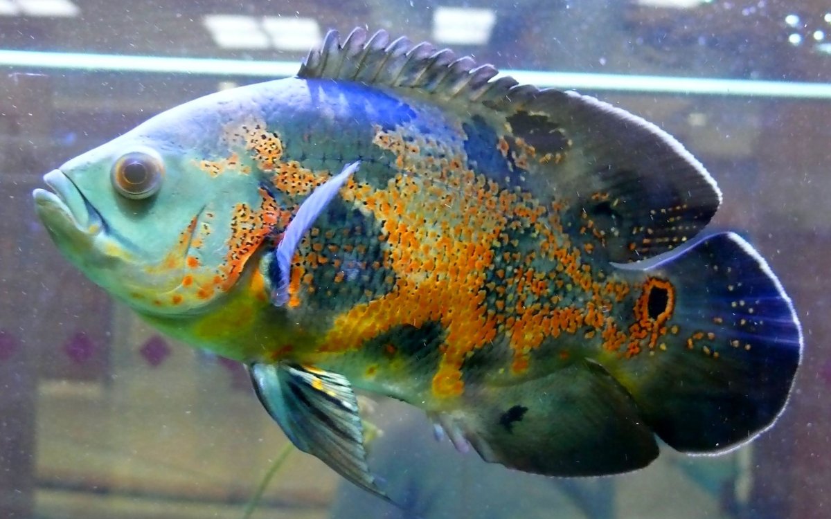 Амазонская Сельва Пиранья