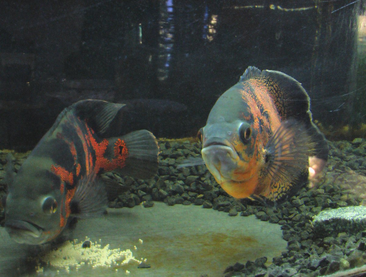 Аквариумные рыбы хищники