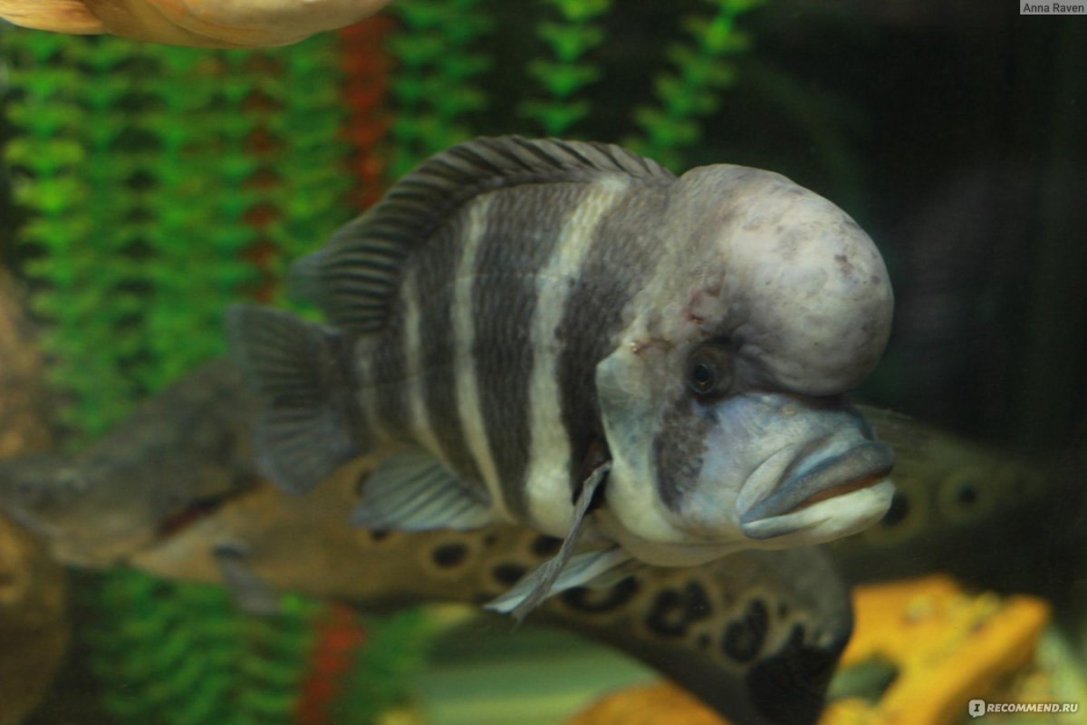 Рыба манагуанская цихлазома