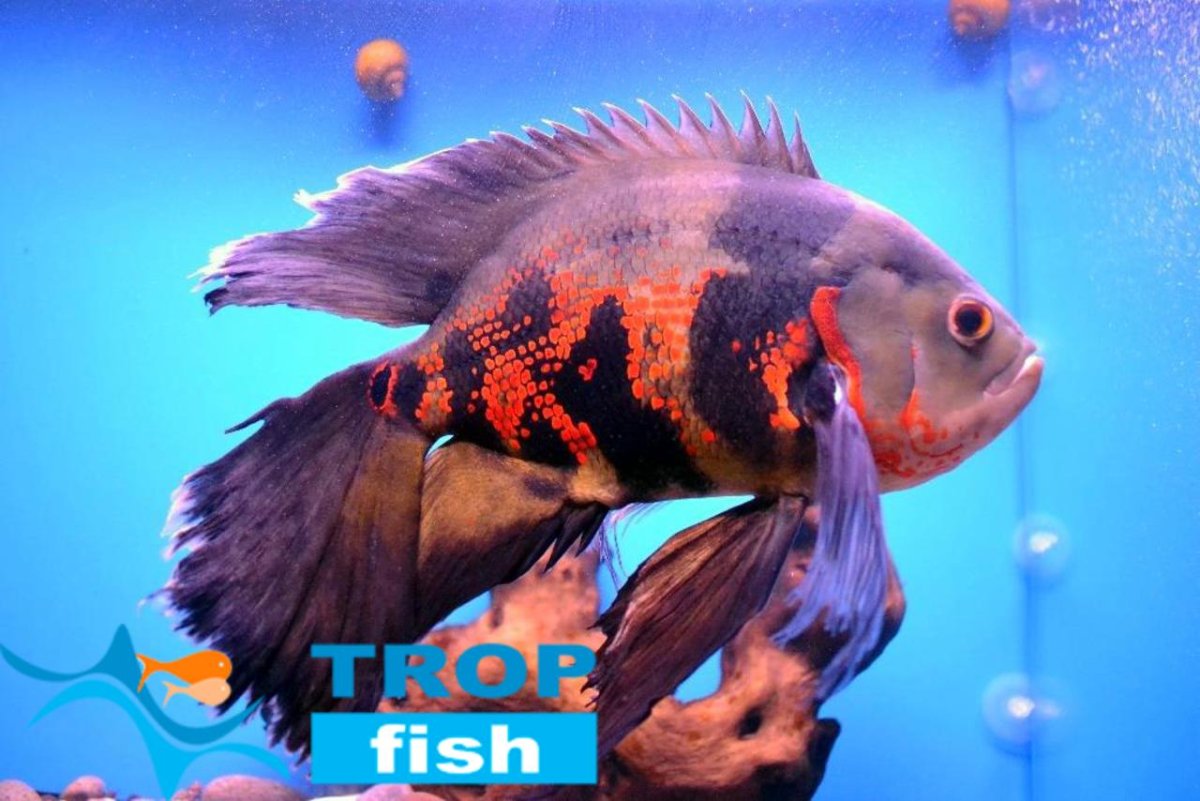 Цихлиды аквариумные малавийские