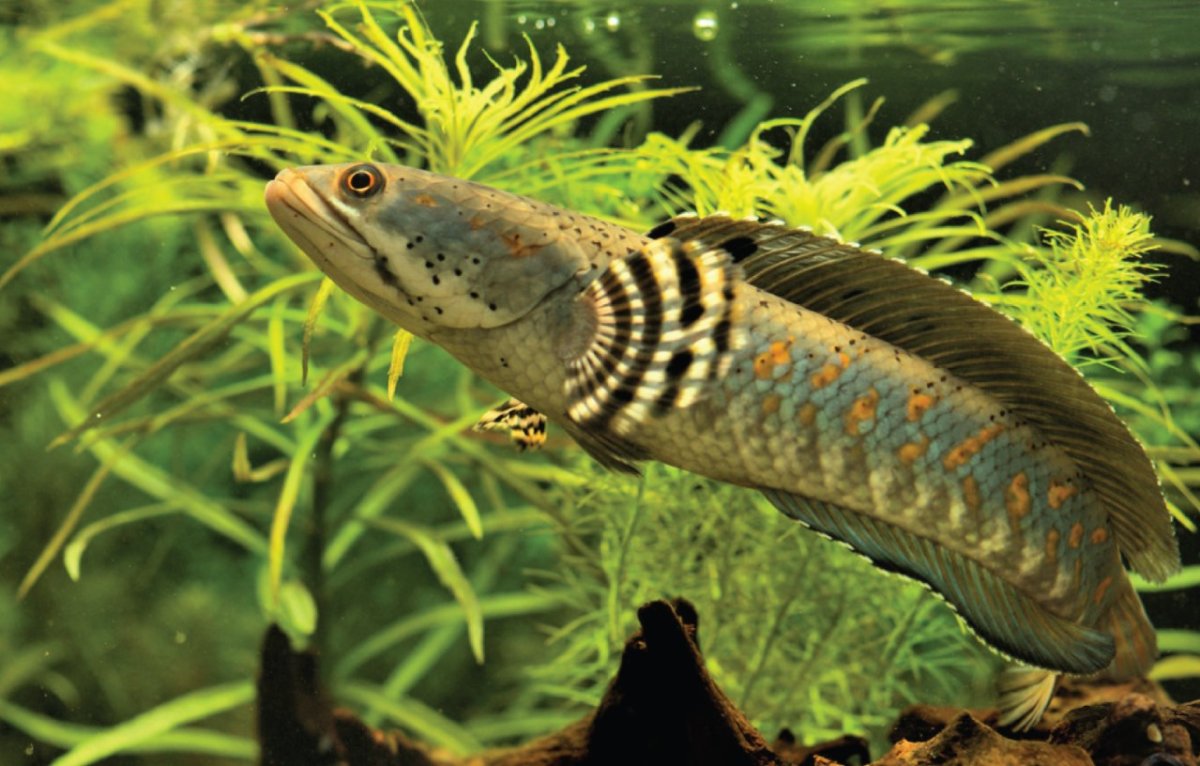 Змееголов глазчатый