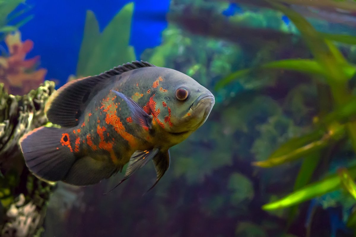 Астронотус в дикой природе