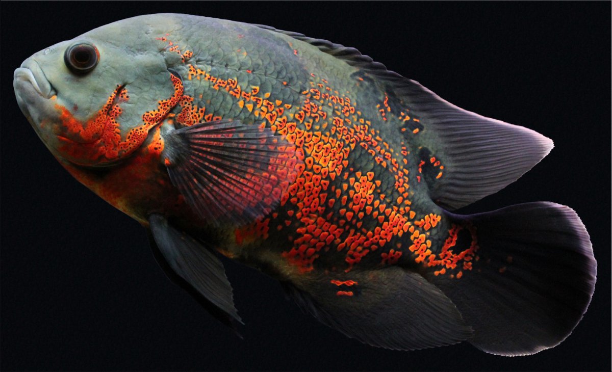 Тетрадон карликовый