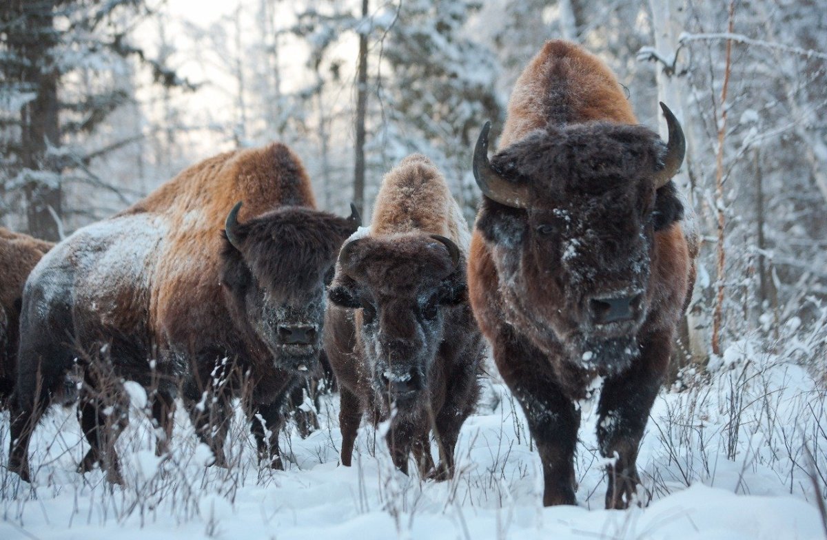 Ленские столбы бизоны
