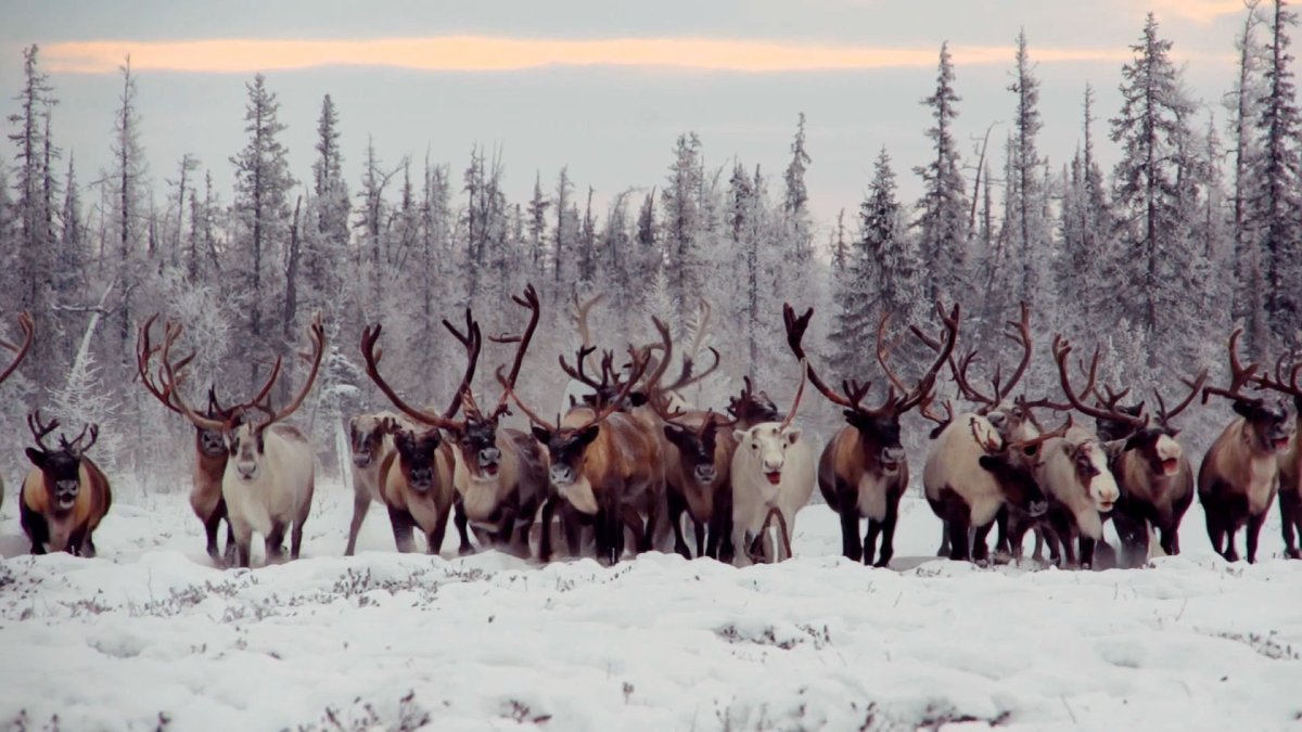 Северный олень Якутия