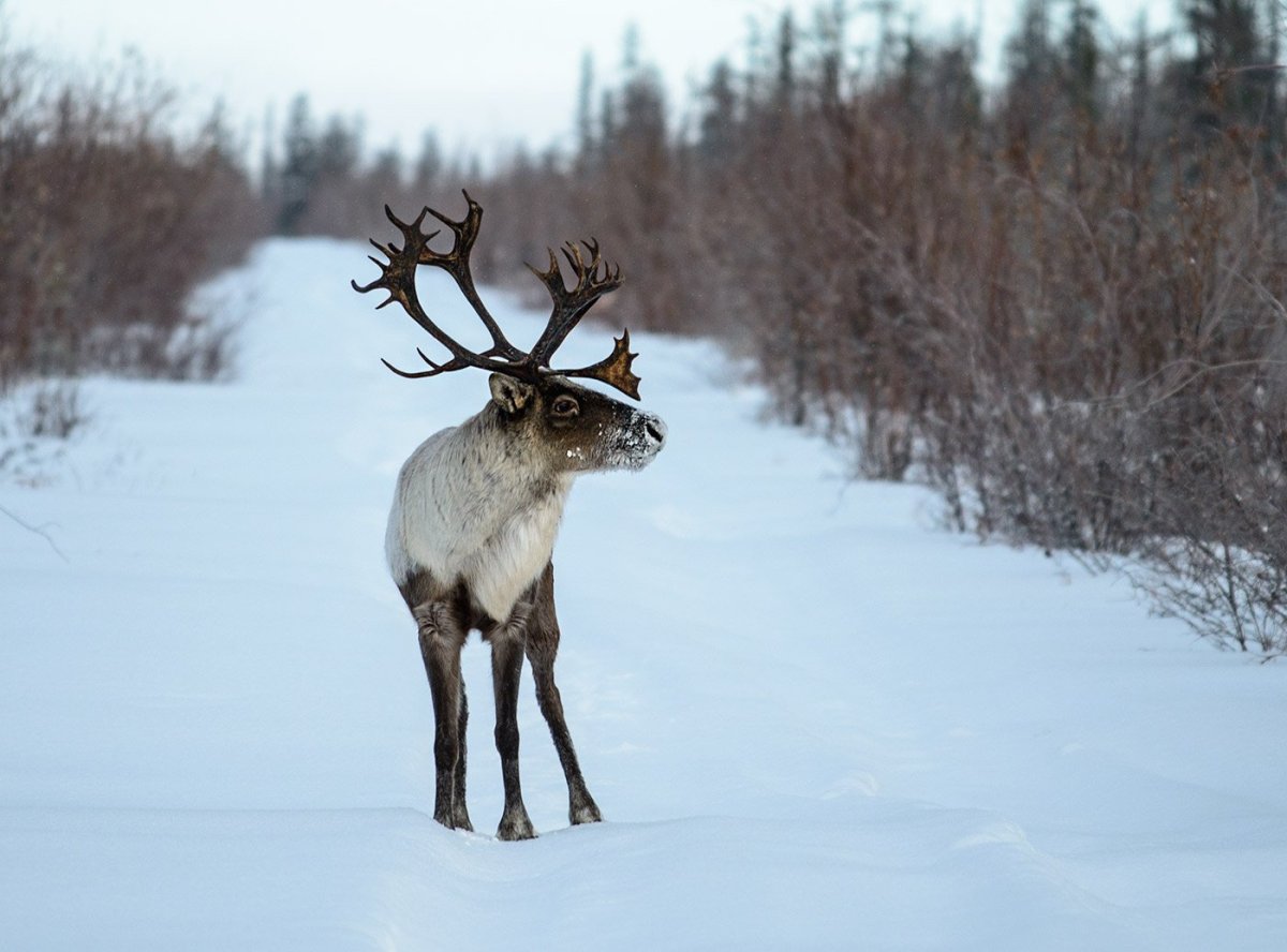 Новоземельский Северный олень
