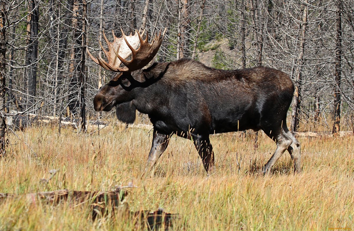 Западно Сибирский Лось