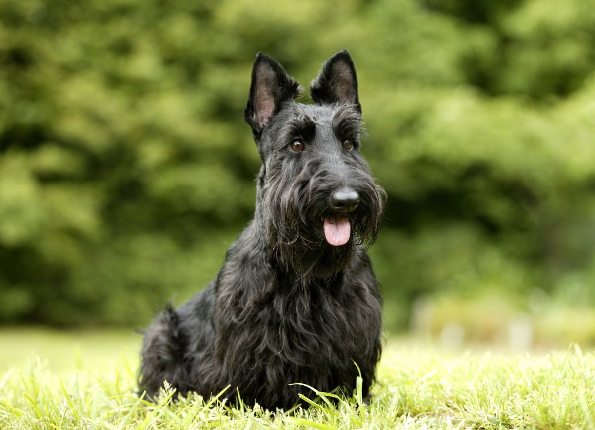 Шотландский терьер