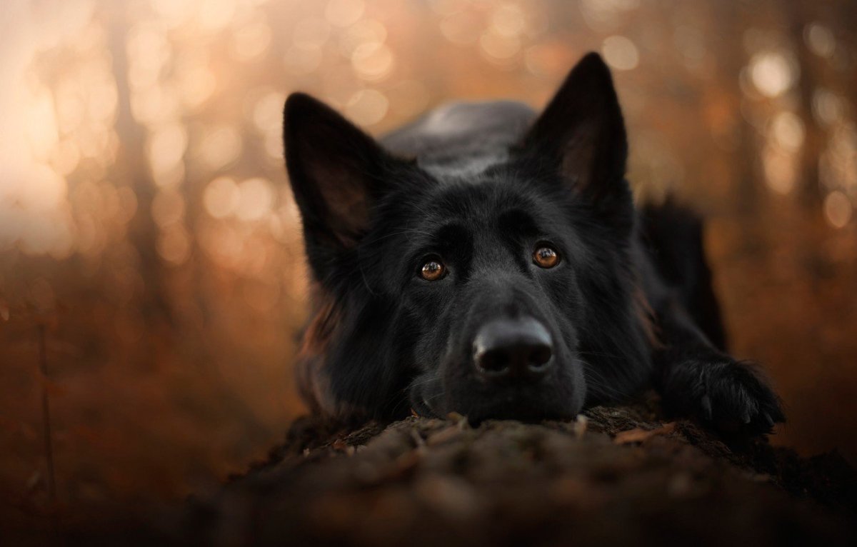 Немецкая овчарка черная