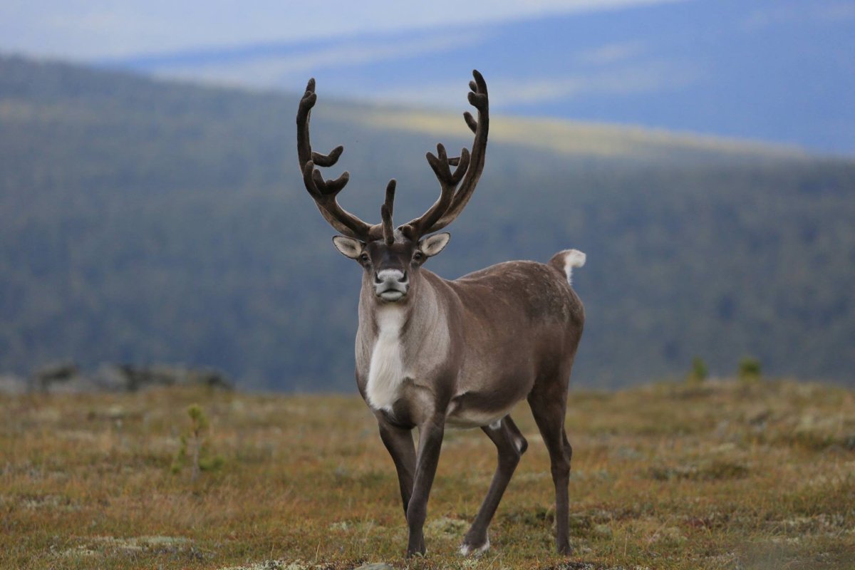 Северный олень – Rangifer tarandus
