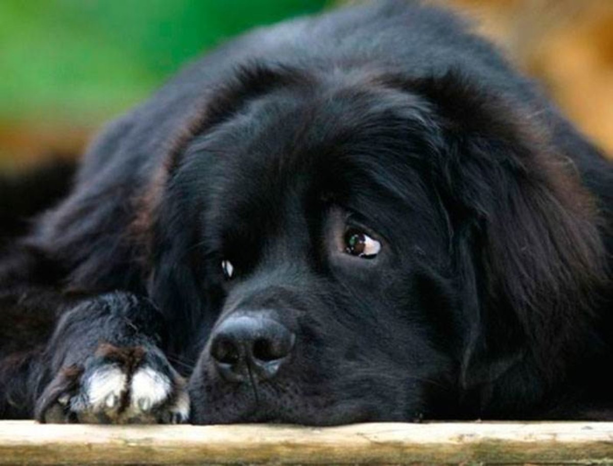 Ньюфаундленд Ютгай