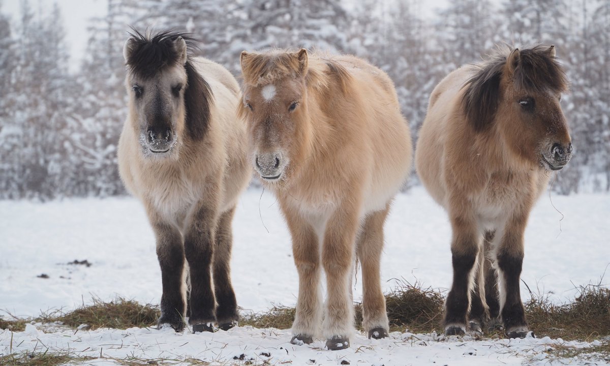 Аборигенная Якутская лошадь